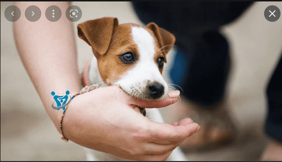 هل عضة الجرو خطيرة 1 هل عضة الجرو خطيرة